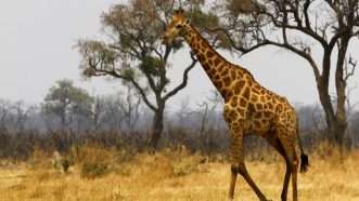Large image on homepages | Brian Sedgbeer/Dreamstime.com