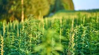 hempfield_1161x653 | Tommi Saltiola / Dreamstime.com