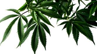 Marijuana leaves | Photo: 2h-media/Unsplash
