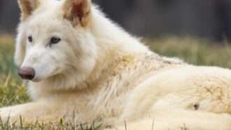 Dire wolf | Colossal Biosciences