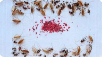 Glue trap |  Ag042d/Dreamstime.com